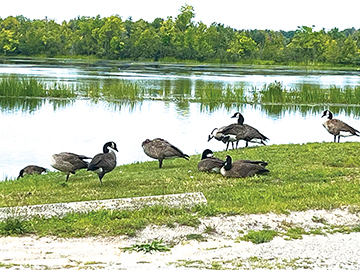 Alpena Municipal Council approves 3 goose hunts | News, Sports, Jobs - Vimarsana News